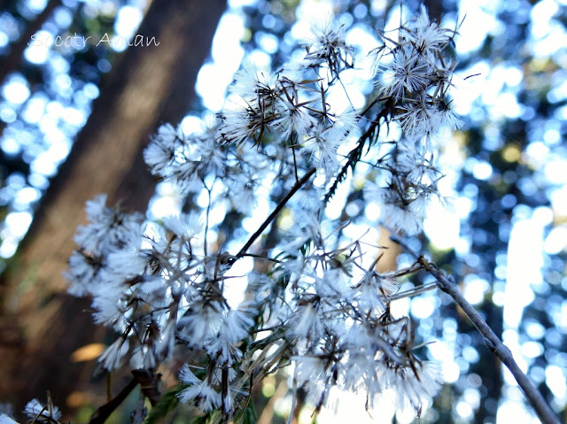 Ainsliaea acerifolia