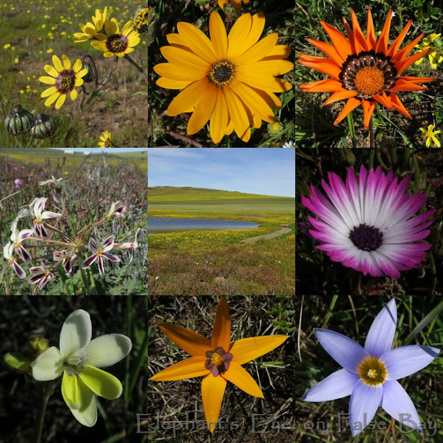 August flowers at Tienie Versfeld near Darling