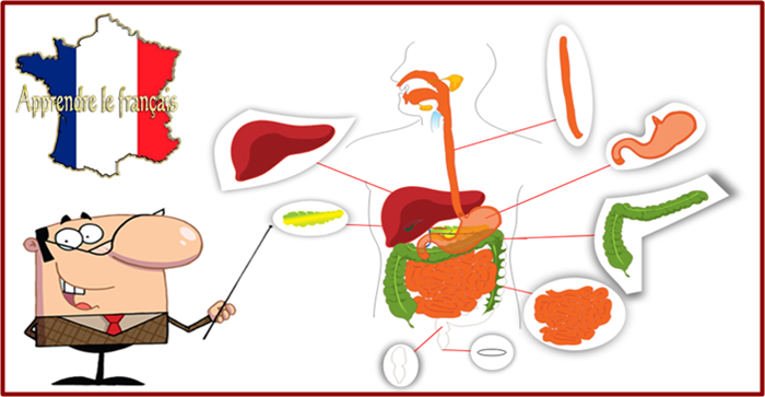 أجزاء الجهاز الهضمي باللغة الفرنسية مترجمة للعربية le système digestif