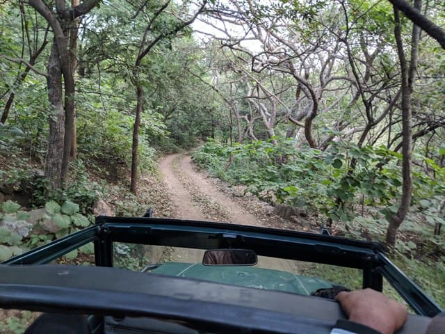 Jeep Safari at Kumbhalgarh Wildlife Sanctuary