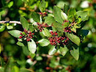 Exemplar femení d'aladern, carregat de fruits