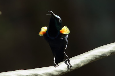 Purple Sunbird