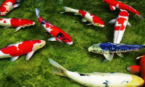 Harga Dan Jenis Ikan Koi Terbaru Bulan Ini 2018
