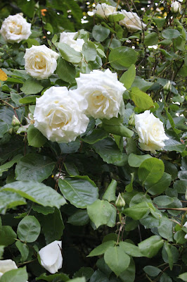 roses for food Paul's Lemon Pillar