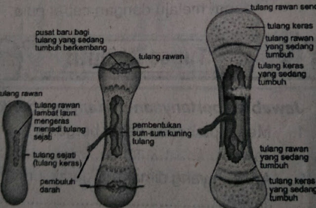 Sistem Gerak Pada Manusia