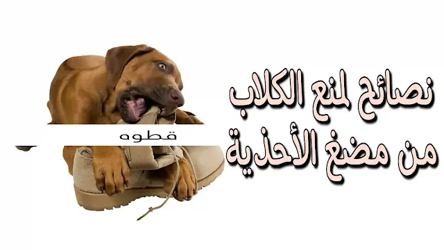 نصائح لمنع الكلاب من مضغ الأحذية