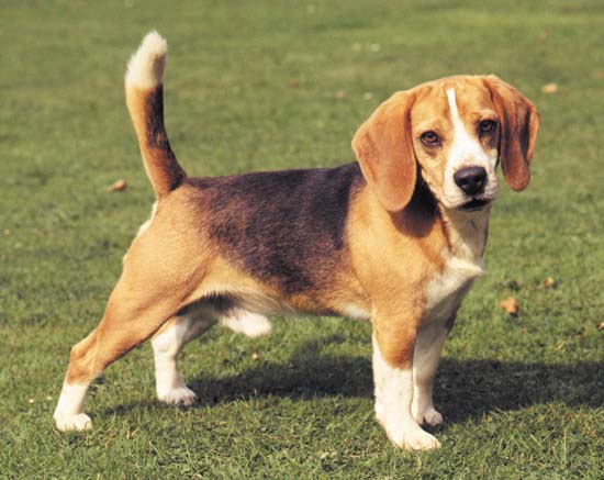 Beagle Dogs Fun Animals Wiki, Videos, Pictures, Stories