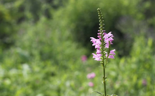 Physostegia Virginiana Flowers Pictures