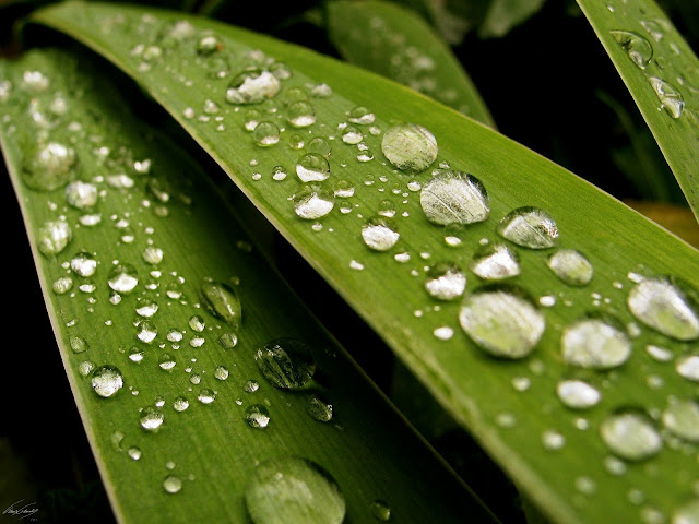 3D Rain Drops HD Wallpaper Free Download