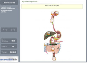 http://www.ceiploreto.es/sugerencias/florentino/laminas_interactivas/aparato_digestivo01/actividad.html
