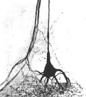 Muscle receptor organ