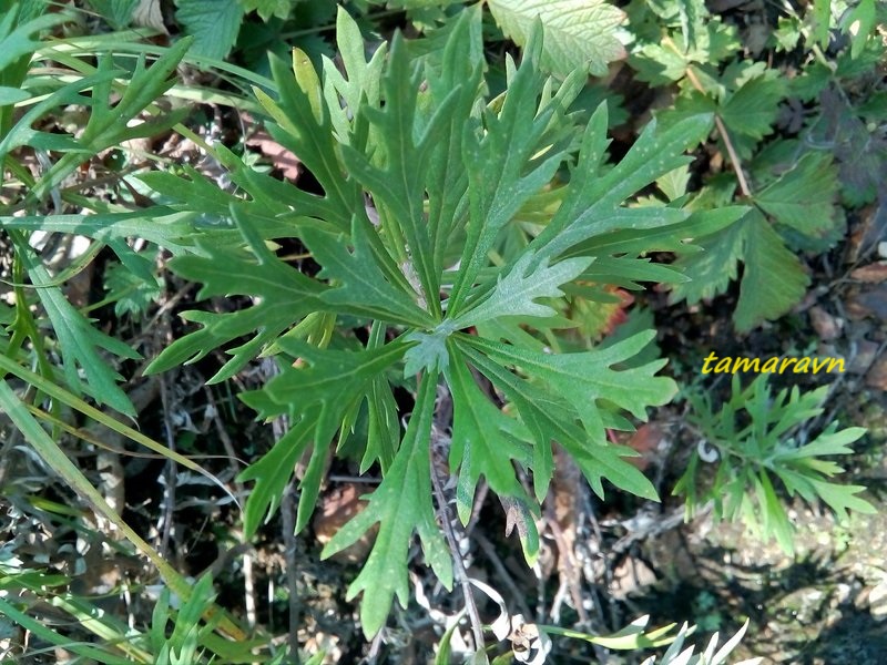 Аяния Палласа (Ajania pallasiana)