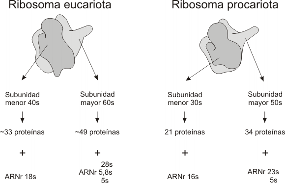 Resultado de imagen de los ribosomas de eucariotas