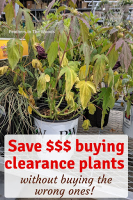 Saving money on perennials.