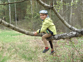 Park Krajobrazowy Orlich Gniazd, wiosenny las, grzyby wiosenne, grzyby w maju, śluzowce, samotek zmienny Reticularia lycoperdon, maślanka wiązkowa (łysiczka trująca) – Hypholoma fasciculare, piestrzenica kasztanowata Gyromitra esculenta