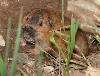 Botta's Pocket Gopher (Thomomys bottae)