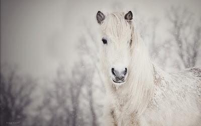 beauty-horse-winter-snow-photo-wallpaper-1920x1200