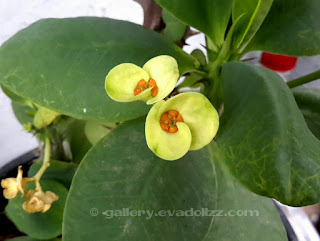 Euphorbia Milii (Crown Of Thorns). Bunga Kancing / Mahkota Berduri.