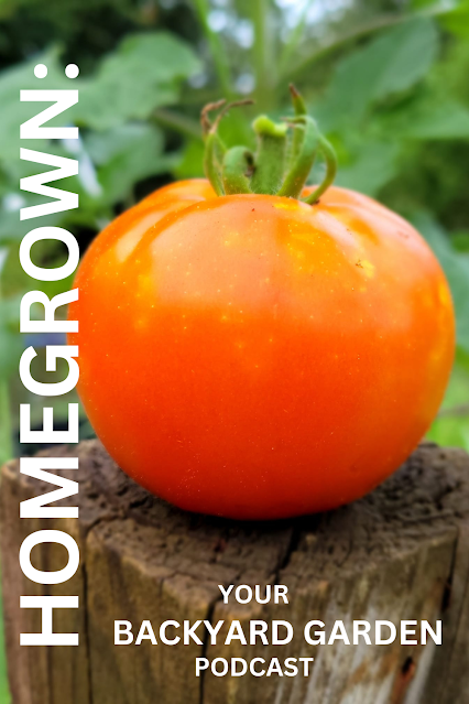 Ripe tomato on a fencepost: cover art for HOMEGROWN: Your backyard garden podcast