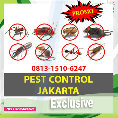 Pest Control Basmi Tikus, Nyamuk, Kecoa, Rayap Di Kota Depok