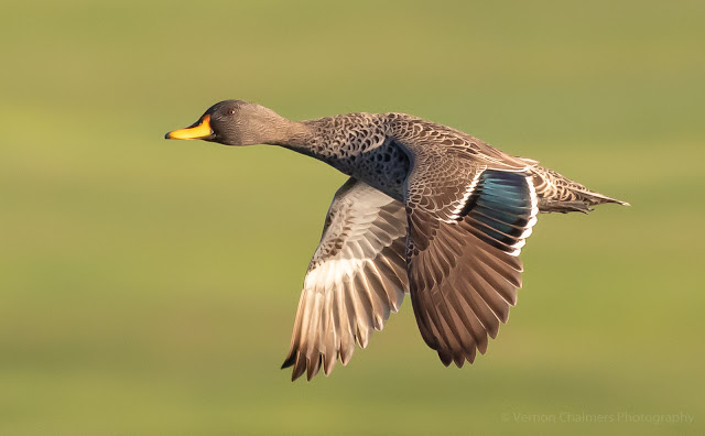 Yellow-Billed Duck in Flight Table Bay Nature Reserve Woodbridge Island Vernon Chalmers Photography