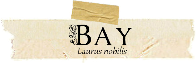 Magical and Medicinal Uses of Bay. Includes FREE BOS Page!