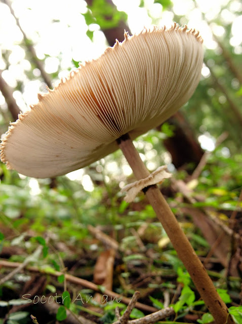 Macrolepiota procera