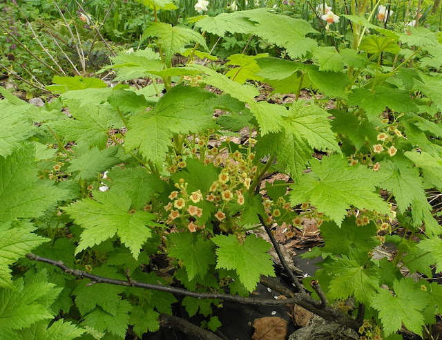 Смородина  сахалинская (Ribes sachalinense)