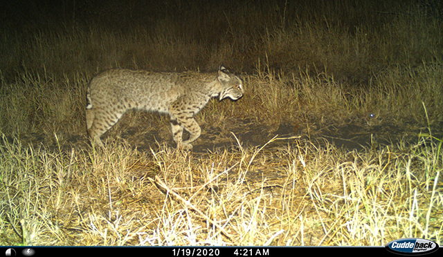 Aumentan jaguares y ocelotes en la región de Tres Mesas en Tamaulipas