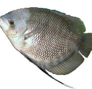 Ikan Gurami (Osphronemus goramy)