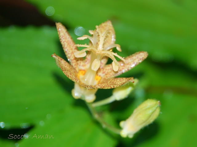 Tricyrtis latifolia