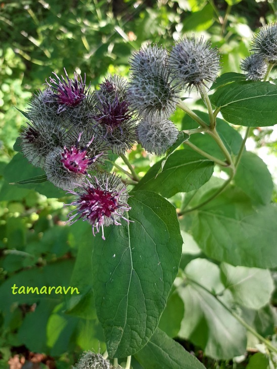 Лопух войлочный (Arctium tomentosum)