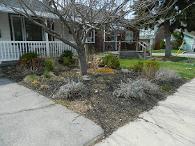 Scarborough Birch Cliff Front Yard Spring Garden Cleanup Before by Paul Jung Gardening Services a Toronto Gardening Company
