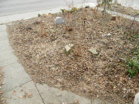 A Riverdale Front Yard Spring Cleanup Before by Paul Jung Gardening Services--a Toronto Organic Gardening Company