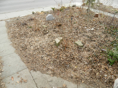 A Riverdale Front Yard Spring Cleanup Before by Paul Jung Gardening Services--a Toronto Organic Gardening Company