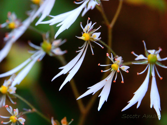 Saxifraga cortusaefolia