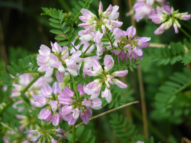 Crownvetch Securigera varia, Indre et Loire, France. Photo by Loire Valley Time Travel.