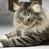 Kucing Norwegian Forest, Kucing yang Dikaitkan dengan Sejarah Kucing Maine Coon