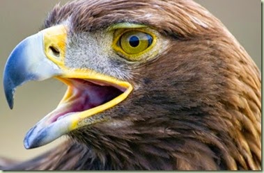 Aguila[3]