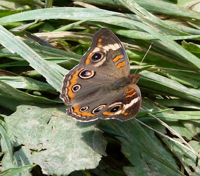 buckeye