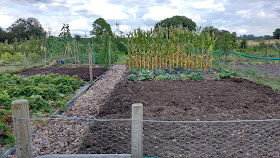 preparing the allotment for spring