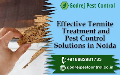 Termite Treatment Noida