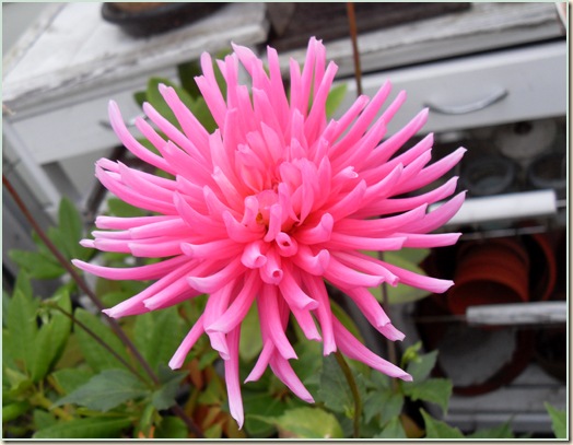 dahlia
