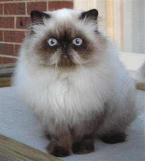 Himalayan Cat Pictures