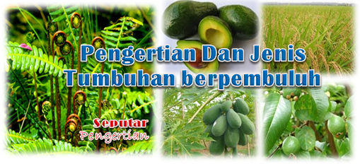  Pengertian  Dan Jenis Tumbuhan  berpembuluh Seputar Pengertian 