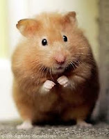 http://caraterupdate.blogspot.com/2013/02/cara-merawat-hamster.html