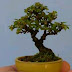 Cara Membuat Bonsai Berukuran Mini Terkini