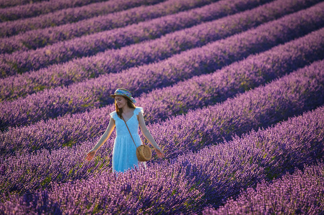 Valensole-Campi di lavanda al tramonto