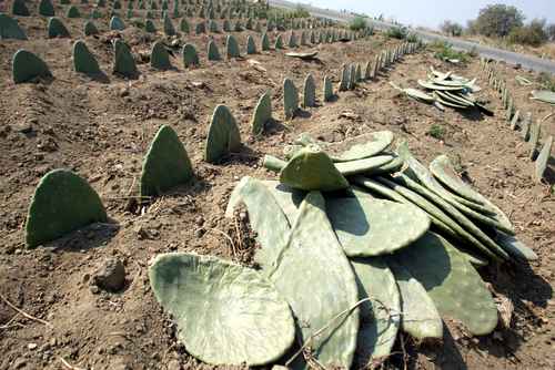 Acusan a China de pretender patentar el nopal