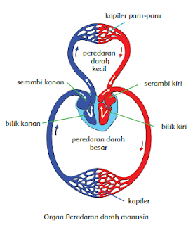 Mari Belajar - Alur Peredaran Darah Manusia